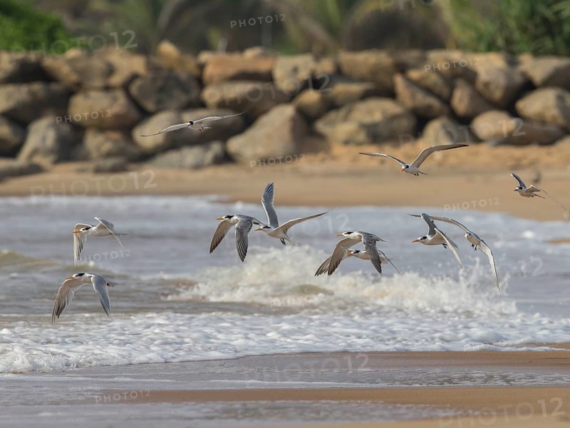 Lesser Crested Tern (Thalasseus bengalensis) group flying, Sri Lanka