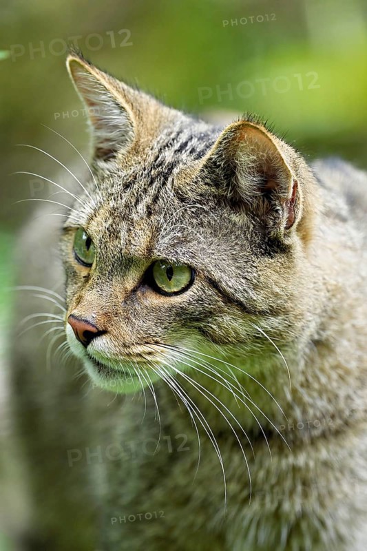 European wildcat or forest cat (Felis silvestris), captive, Switzerland