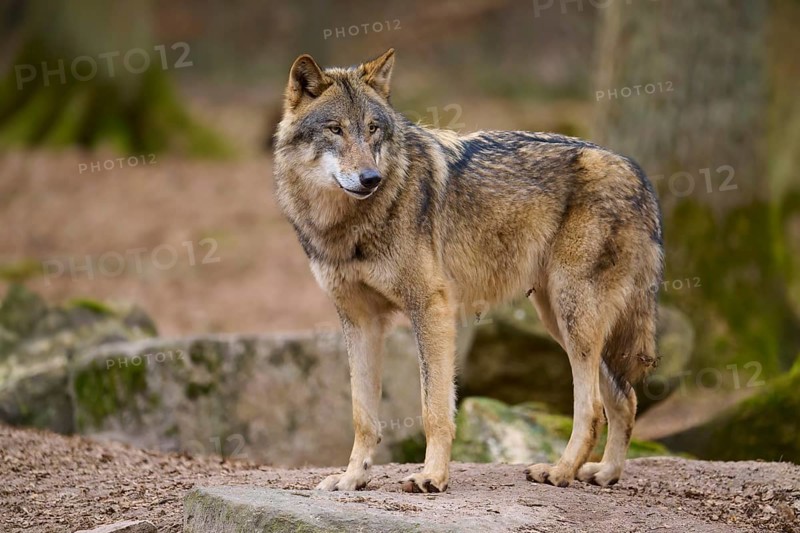 A wolf stands in the forest and looks away sideways, Wolf (Canis Lupus), Germany