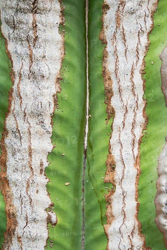 A detailed close up shot of a cactus trunk showcasing its unique texture and vivid green and white colors. The intricate patterns highlight the organic beauty of this resilient plant