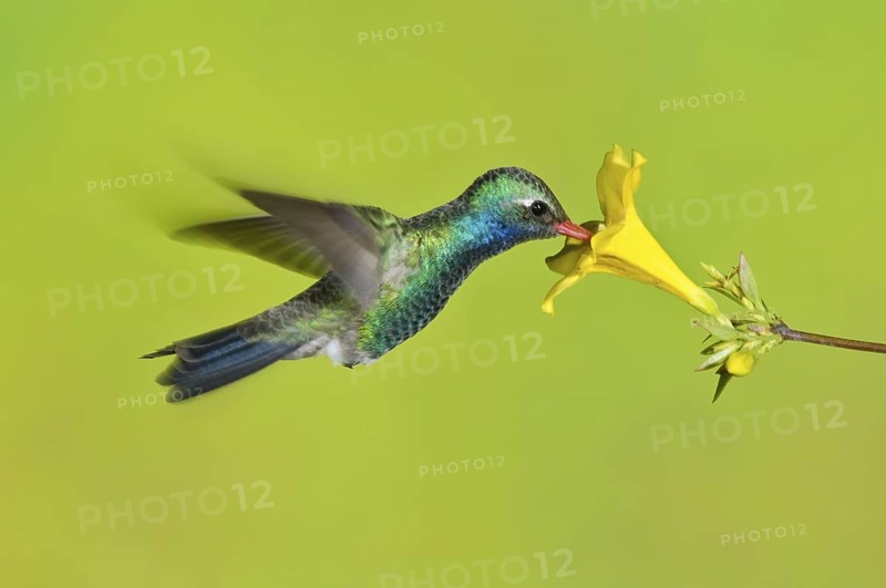 Broad-billed Hummingbird (Cynanthus latirostris), Arizona, USA