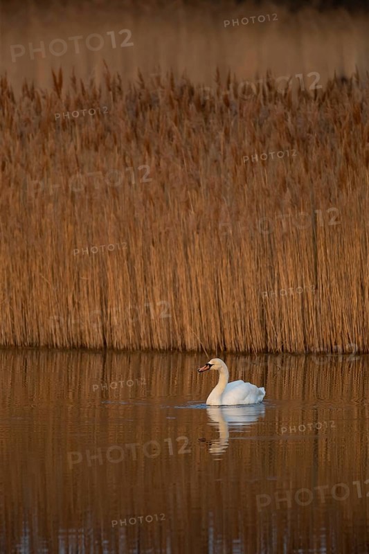 Mute swan (Cygnus olor) adult bird shaking its head on a lake, RSPB Fowlmere nature reserve, Cambridgeshire, England, United Kingdom