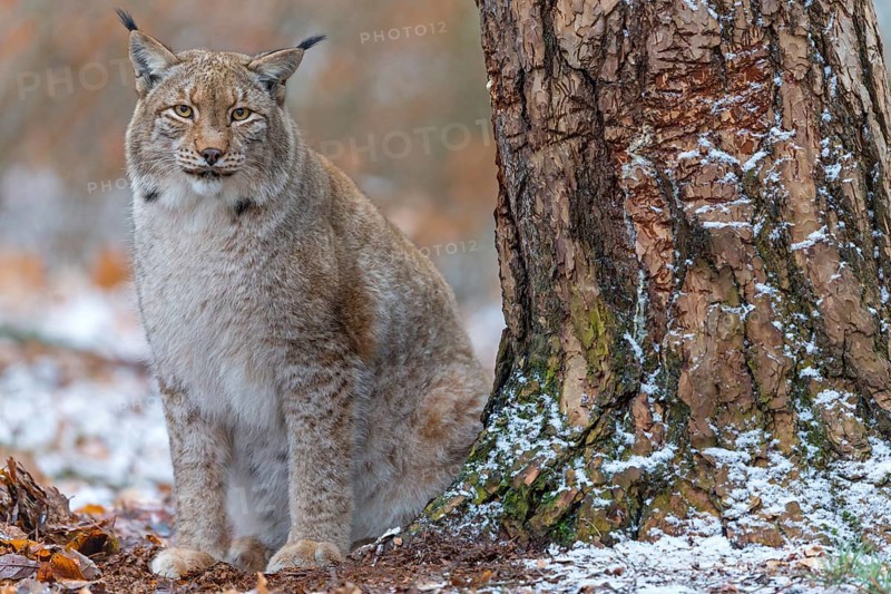 Eurasian Lynx, Eurasian Lynx, (Lynx lynx), animals, mammals, portrait, Kaiserslautern Wildlife Park, Kaiserslautern, Rhineland-Palatinate, Federal Republic of Germany
