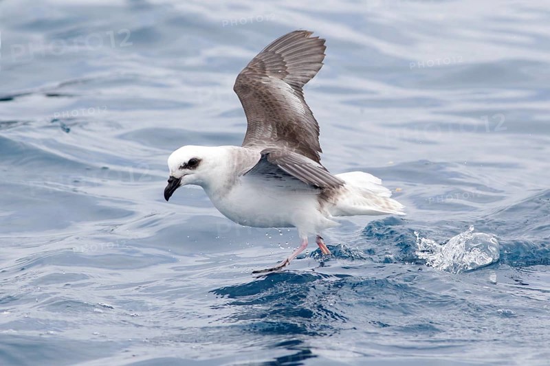 White-headed Petrel (Pterodroma lessonii), Victoria, Australia