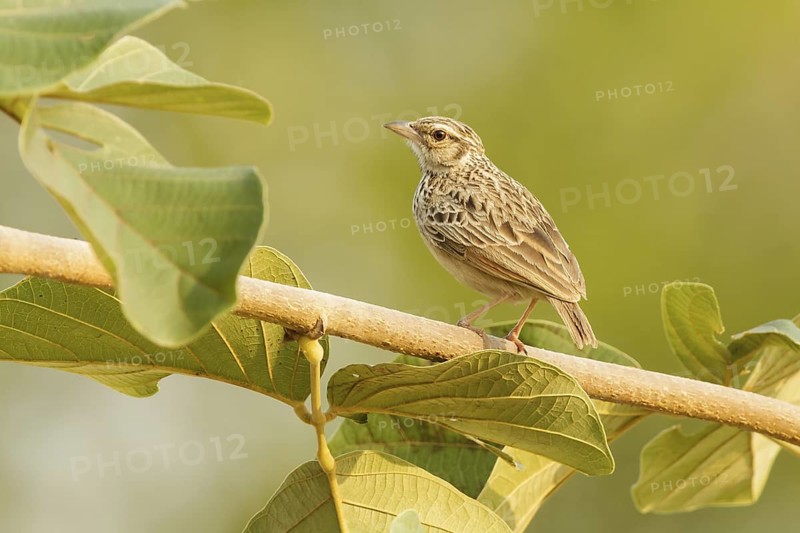 Indochinese Bush Lark (Mirafra erythrocephala), Doi Chaing Dao, Thailand