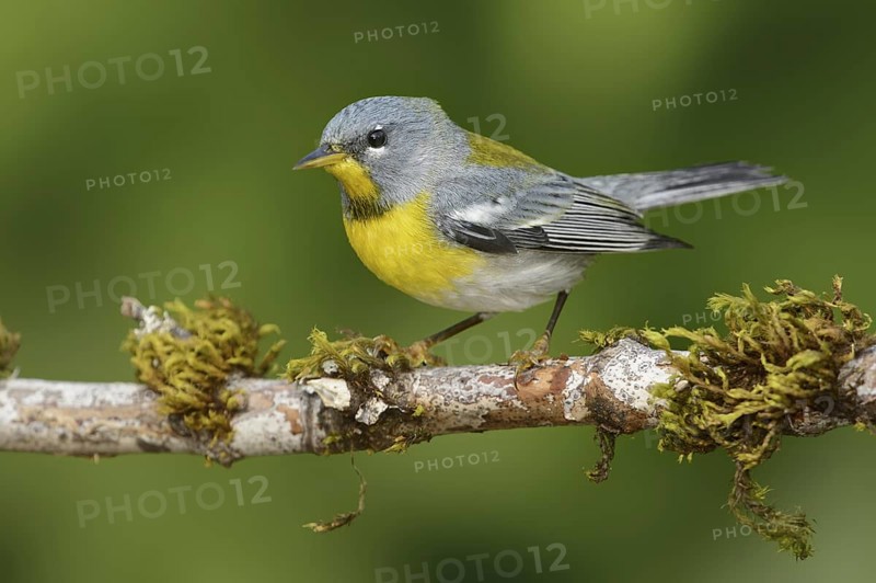 Northern Parula (Setophaga americana), Texas, USA