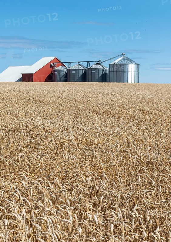 Field of wheat at silos at Sjörup, Ystad municipality, Skåne, Sweden, Scandinavia