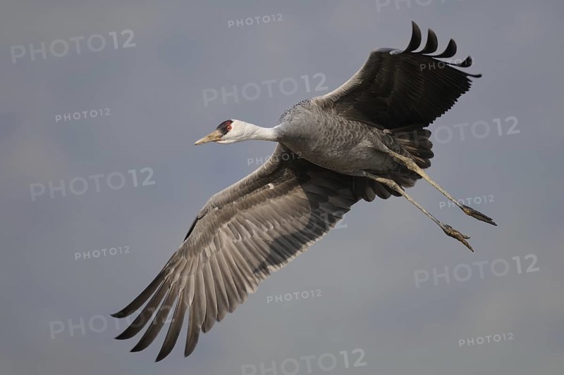 Hooded Crane (Grus monacha), Arasaki, Japan