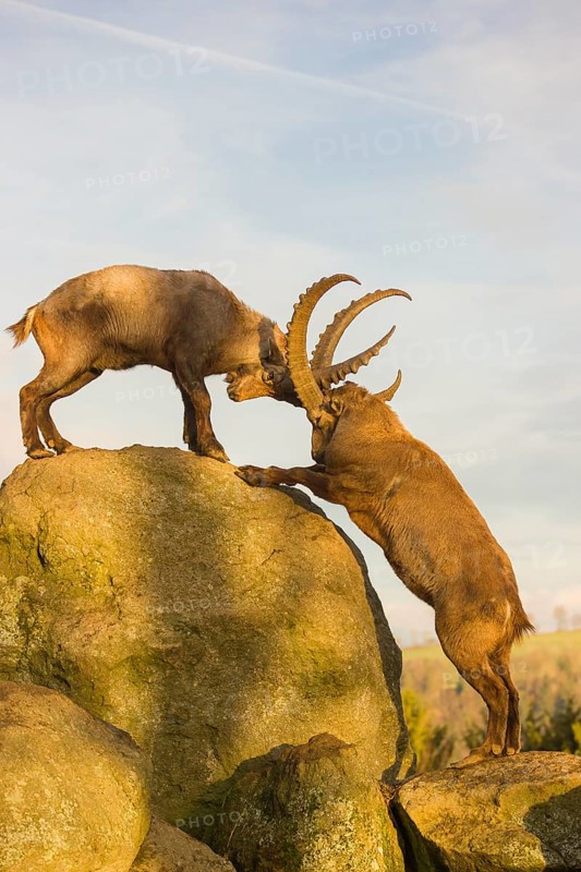 Two male ibex (Capra ibex) playing on a rock in the last light of the day