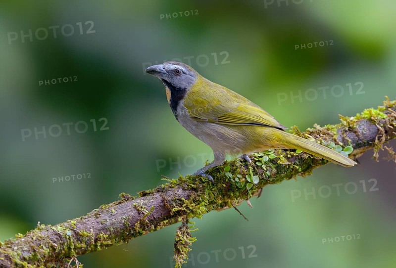 Buff-throated-Saltator (Saltator maximus) - at the Nature Pavilion in La Virgen, Costa Rica