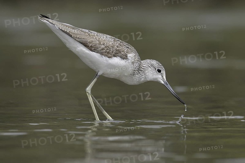Common Greenshank (Tringa nebularia), Gambia