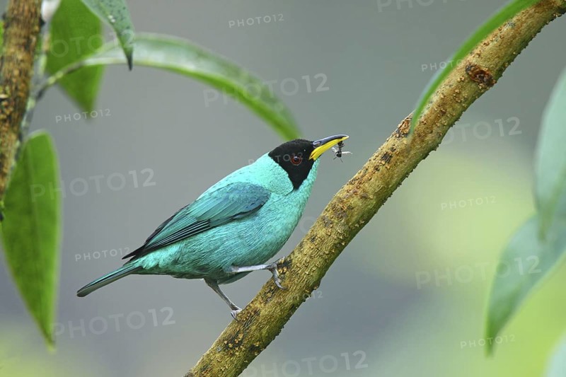 Green Honeycreeper Chlorophanes spiza San Jose, Costa Rica 7 November Adult Male Thraupidae