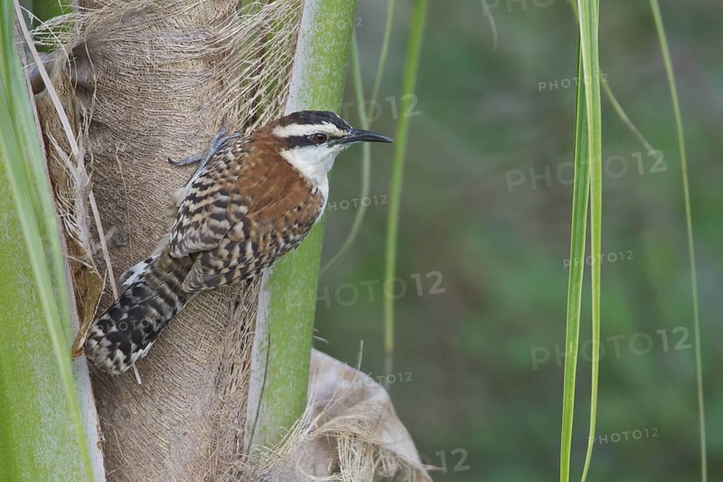 Rufous-naped Wren (Campylorhhynchus rufinucha) perched on a branch in Costa Rica, Central America