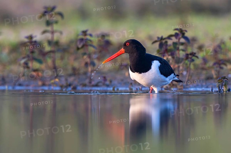 Eurasian Oystercatcher (Haematopus ostralegus), North Rhine-Westphalia, Germany