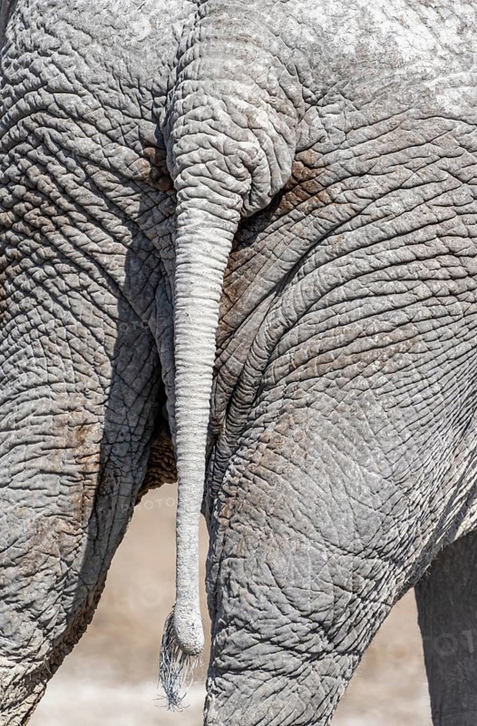 African elephant (Loxodonta africana), detail, rump and tail, Nebrowni Waterhole, Etosha National Park, Namibia