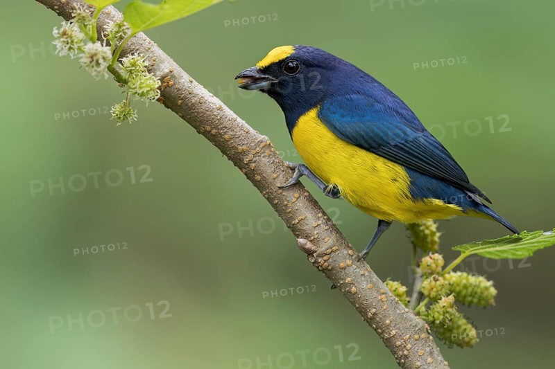 Spot-crowned Euphonia (Euphonia imitans) perched on a branch in Panama