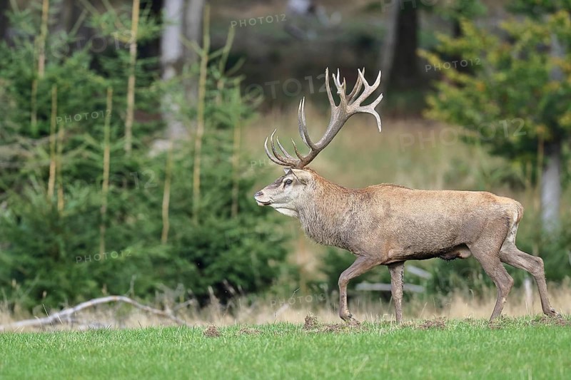 Red deer (Cervus elaphus) during the rutting season, capital stag in a forest clearing, wildlife, autumn, Sauerland, North Rhine-Westphalia, Germany