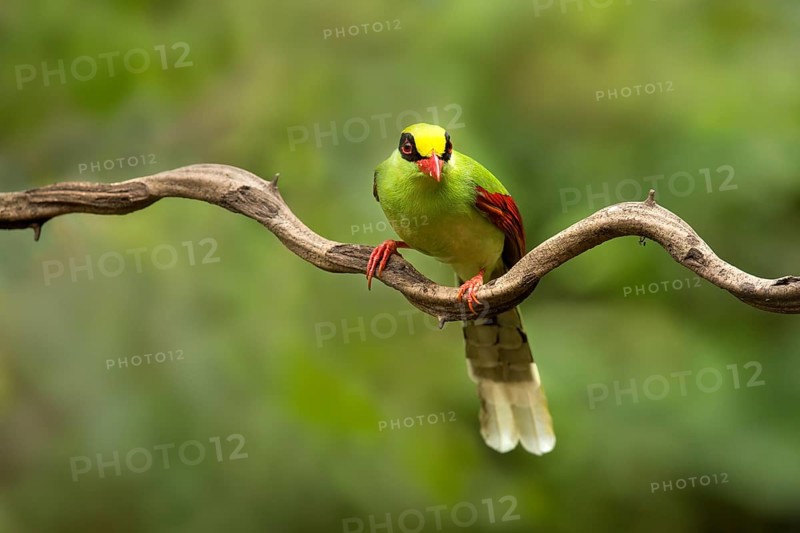 Common Green Magpie (Cissa chinensis chinensis), Yunnan, China