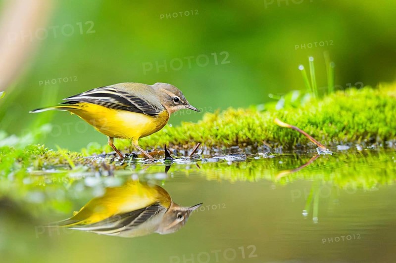 Grey Wagtail (Motacilla cinerea) hunting at a little lake in a swamp, wildlife, Germany