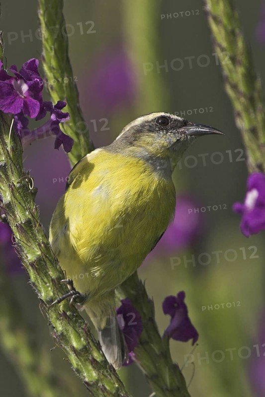 Bananaquit (Coereba flaveola), Costa Rica