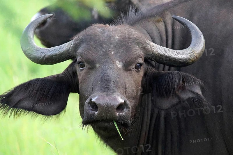 South Africa, Buffalo, Water Buffalo, Krüger NP, Syncerus Caffer, Kruger National Park
