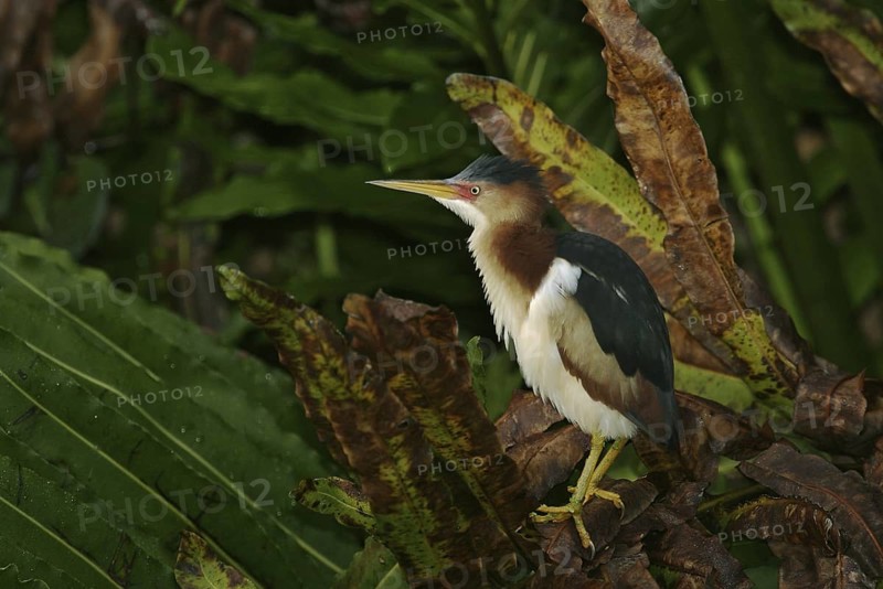 Least Bittern (Ixobrychus exilis), Florida, USA