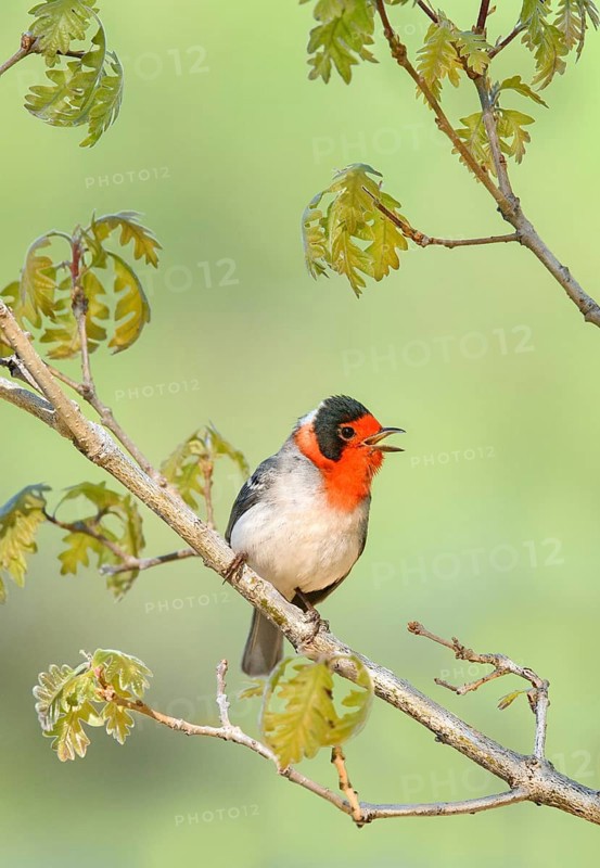 Red-faced Warbler (Cardellina rubrifrons) singing from a branch, Arizona, USA