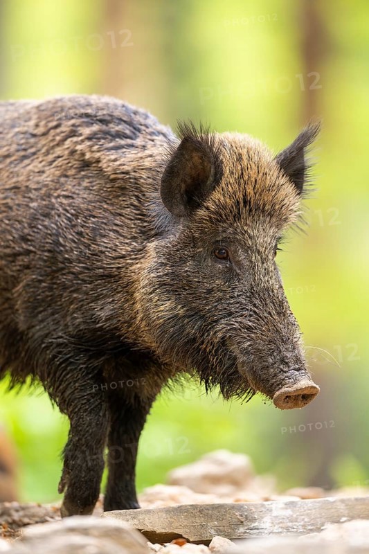 Wild boar (Sus scrofa) walking in a forest, Bavaria, Germany