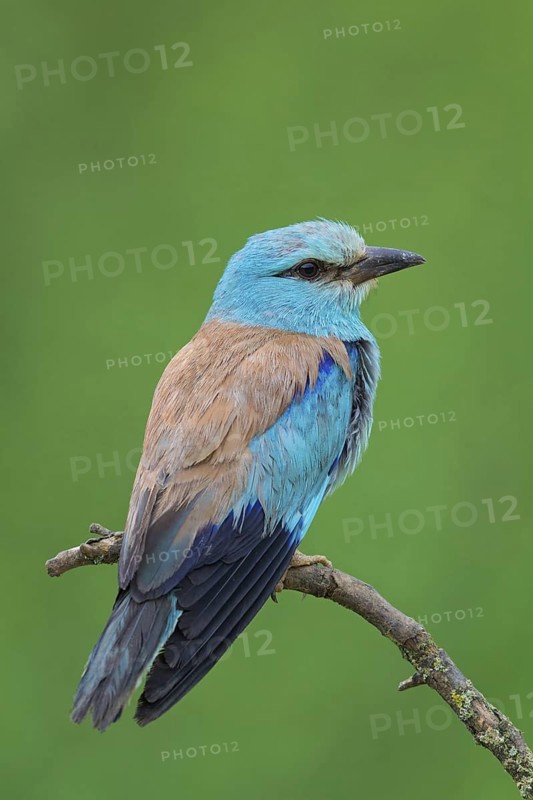 Roller, Almond Crow, (Coracias garrulus), animals, birds, raptors, raptor family, perch, biotope, habitat, Muselievo, Muselievo, Pleven, Bulgaria