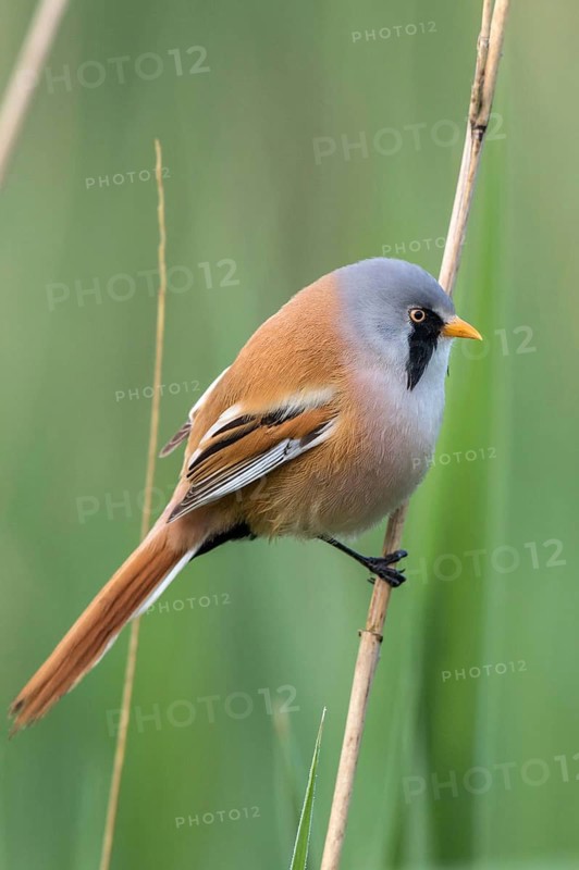 Bearded Reedling (Panurus biarmicus) male perched on reed, Mecklenburg-Western, Pomerania, Germany