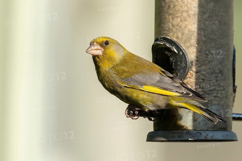 European greenfinch (Chloris chloris) adult male garden bird on a seed feeder, Suffolk, England, United Kingdom