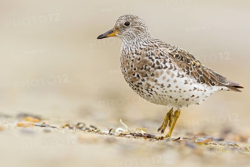 Surfbird (Aphriza virgata) feeding along a river in Nome, Alaska