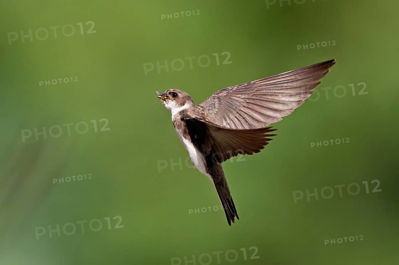 Sand martin (Riparia riparia), in flight with food in its beak, Reussegg nature reserve, Canton Aargau, Switzerland