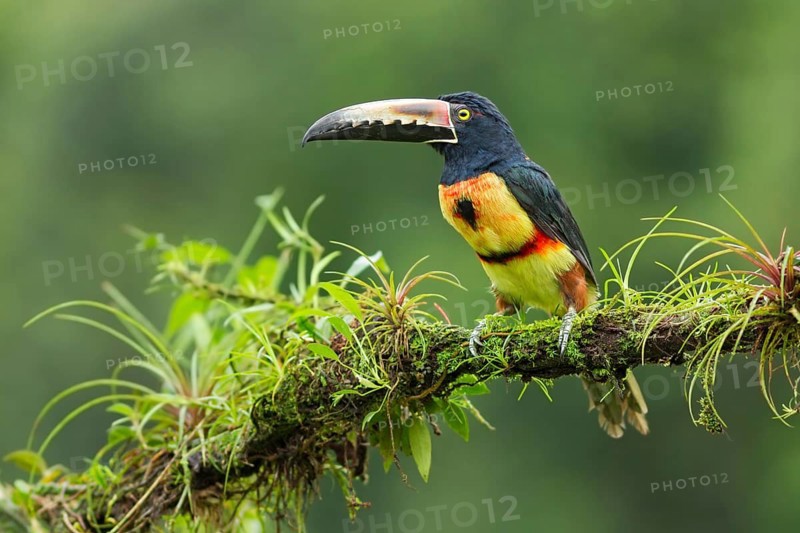 Collared Aracari (Pteroglossus torquatus), Alajuela, Costa Rica