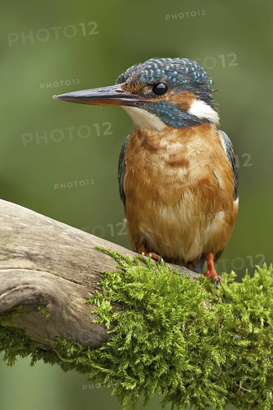 Common Kingfisher (Alcedo atthis) female, Netherlands