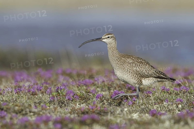 Whimbrel (Numenius phaeopus), Manitoba, Canada
