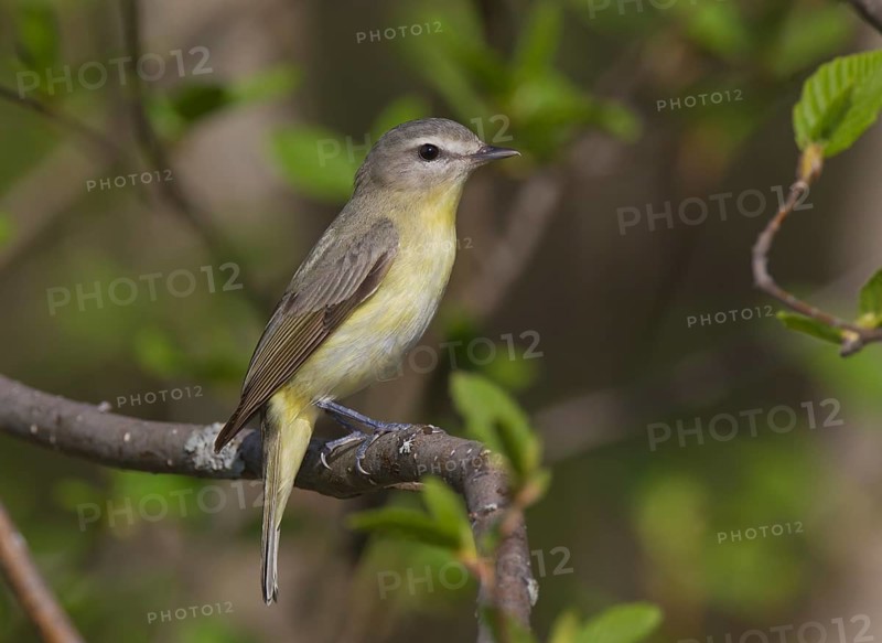 Philadelphia Vireo (Vireo philadelphicus), Ontario, Canada