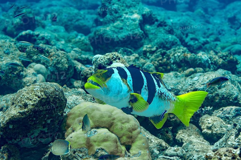 Vibrant Blue-spotted coral grouper glides through the coral reefs in the Maldives, showcasing its striking black and white stripes and bright yellow fins amidst clear turquoise waters