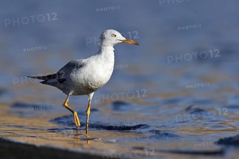 Slender-billed Gull (Chroicocephalus genei), Eilat, Israel