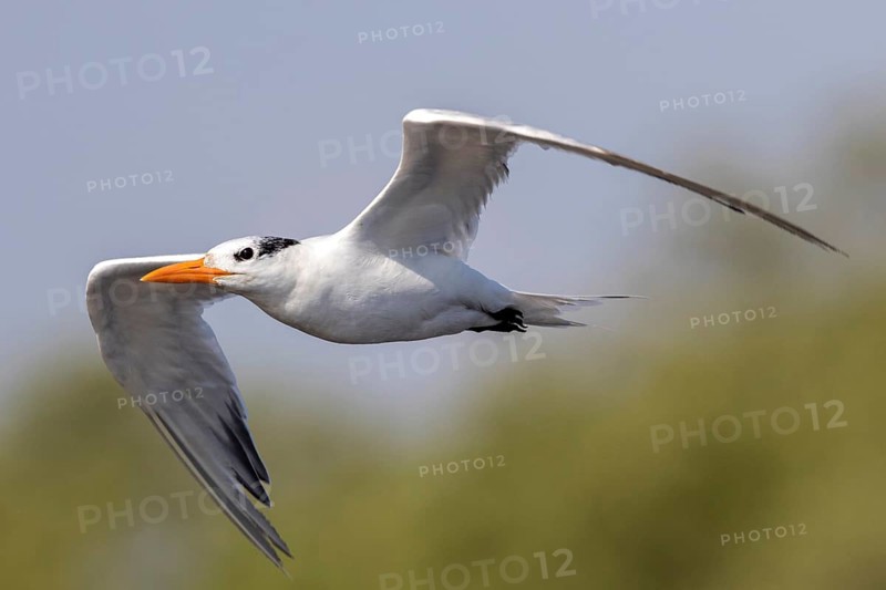 Royal Tern (Thalasseus maximus) flying, Escuintla, Guatemala