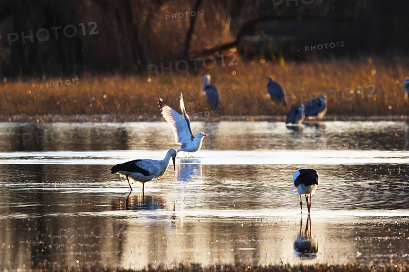 A variety of birds gather in a tranquil wetland at sunset, creating a serene scene of nature beauty. The setting sun casts a warm glow over the reflective water in wetland of the Emporda