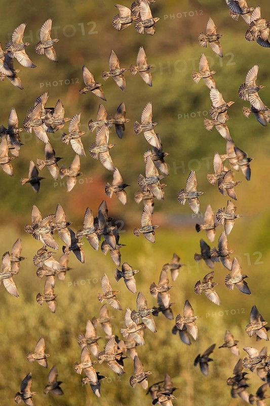 Common Starling (Sturnus vulgaris) large swarm flying in at sleeping place, Brandenburg, Germany