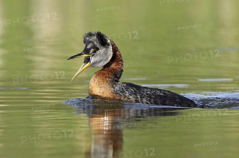 Red-necked Grebe (Podiceps grisegena), Alberta, Canada