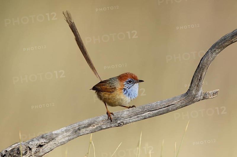 Rufous-crowned Emu-wren (Stipiturus ruficeps) male, Northern Territory, Australia