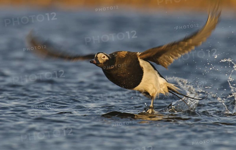 Long-tailed Duck (Clangula hyemalis) male, Alaska, USA