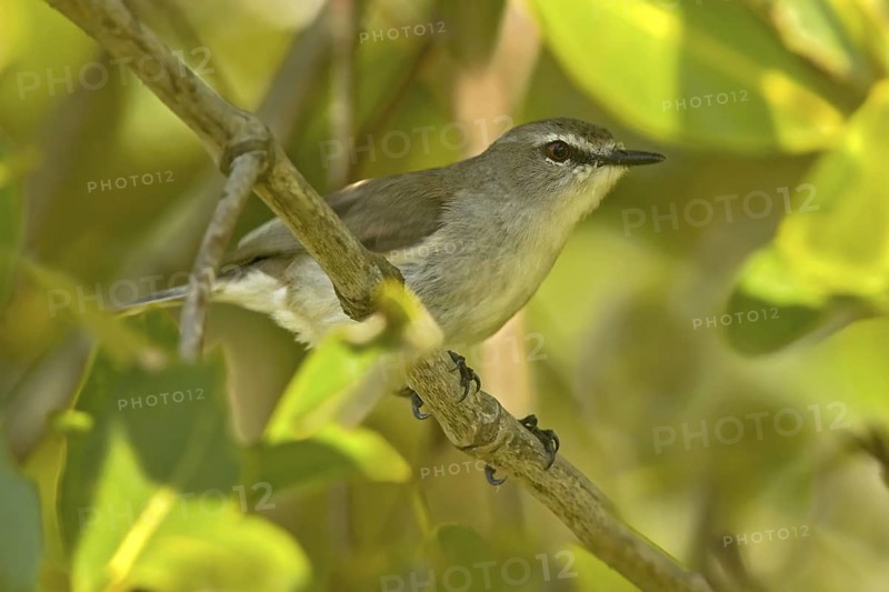 Mangrove Gerygone (Gerygone levigaster cantator), Queensland, Australia