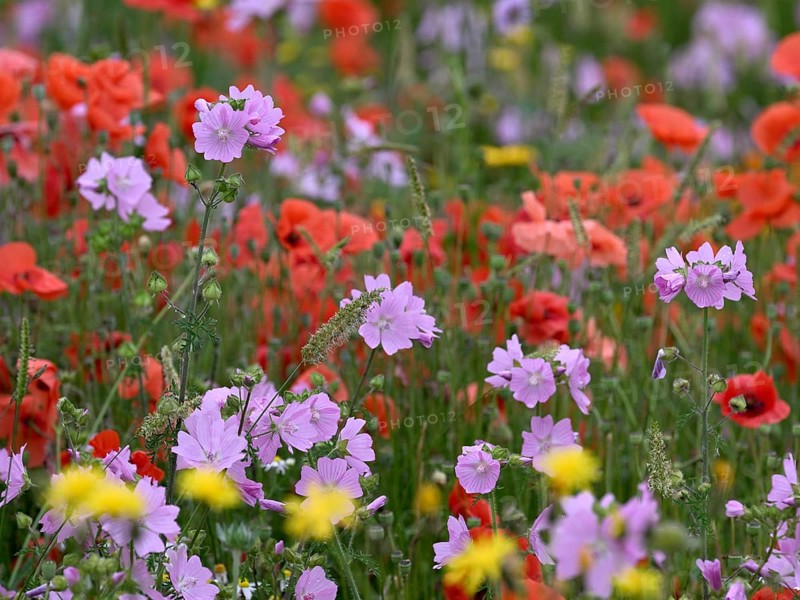 Species-rich, colourful flowering meadow with musk mallow (Malva moschata), Lower Rhine, North Rhine-Westphalia, Germany