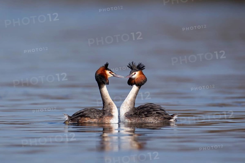Great crested grebe (Podiceps cristatus) two adult birds performing their love courtship display on a lake in spring, England, United Kingdom