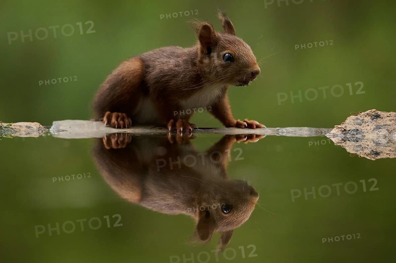 A squirrel delicately balances on the edge of a tranquil lake, taking a drink surrounded by lush forest greenery. The serene scene captures the essence of peaceful wildlife moments