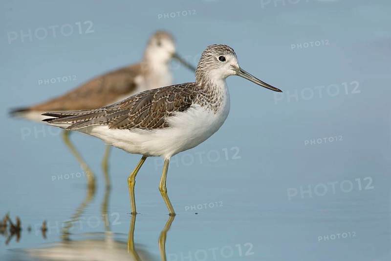 Common Greenshank (Tringa nebularia), Victoria, Australia
